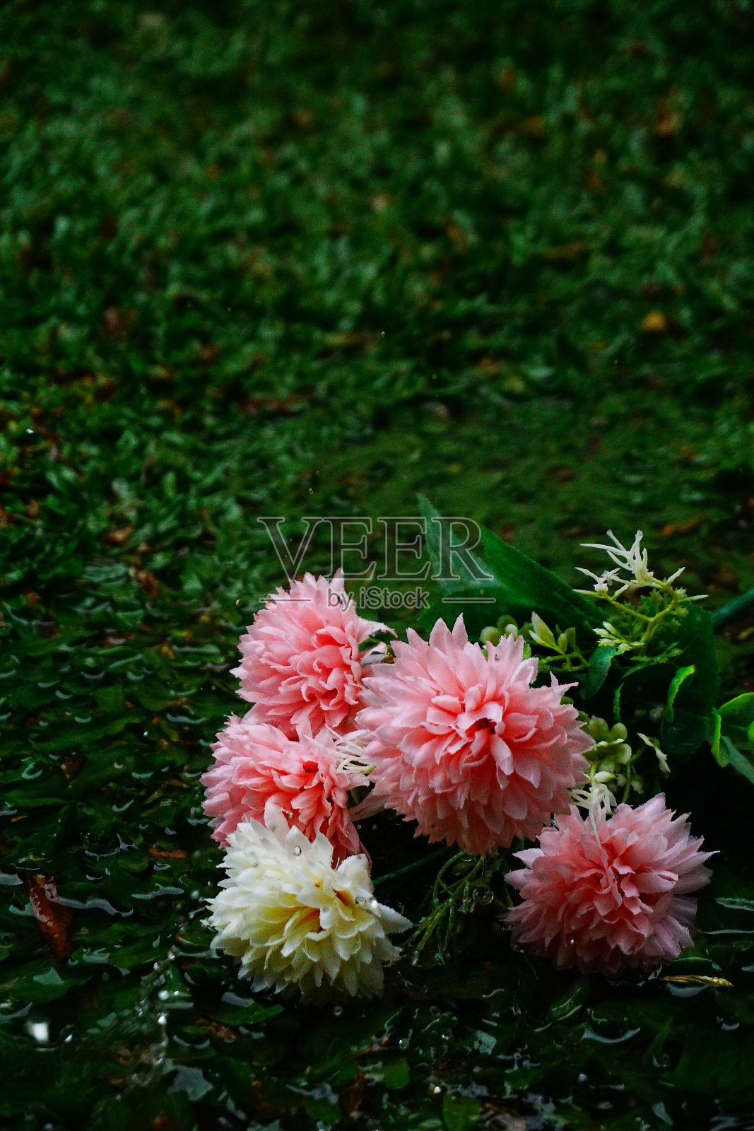 花照片摄影图片