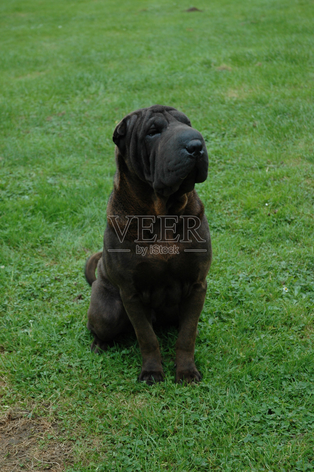 沙尔佩照片摄影图片