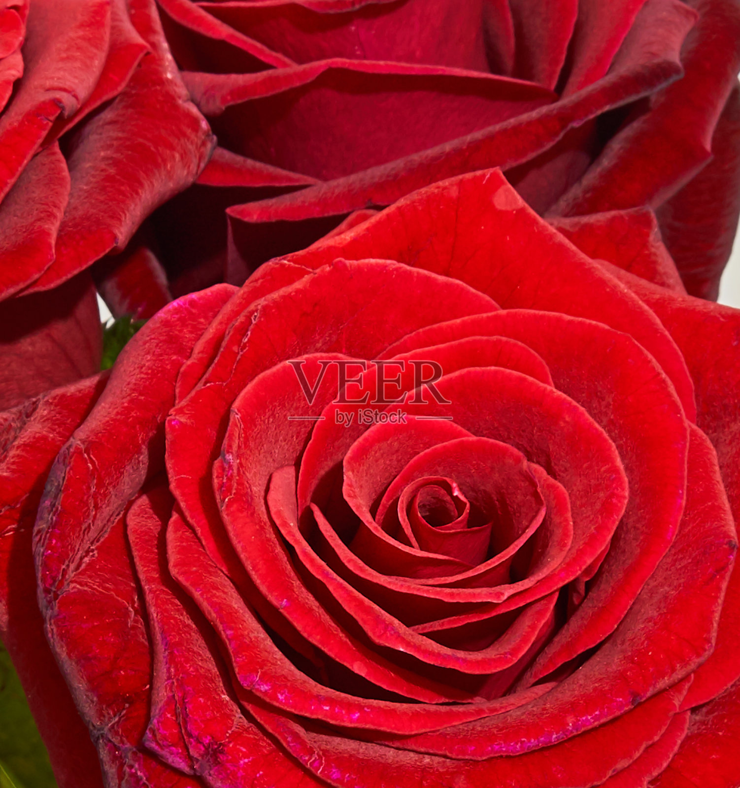 红花玫瑰为背景纹理照片摄影图片