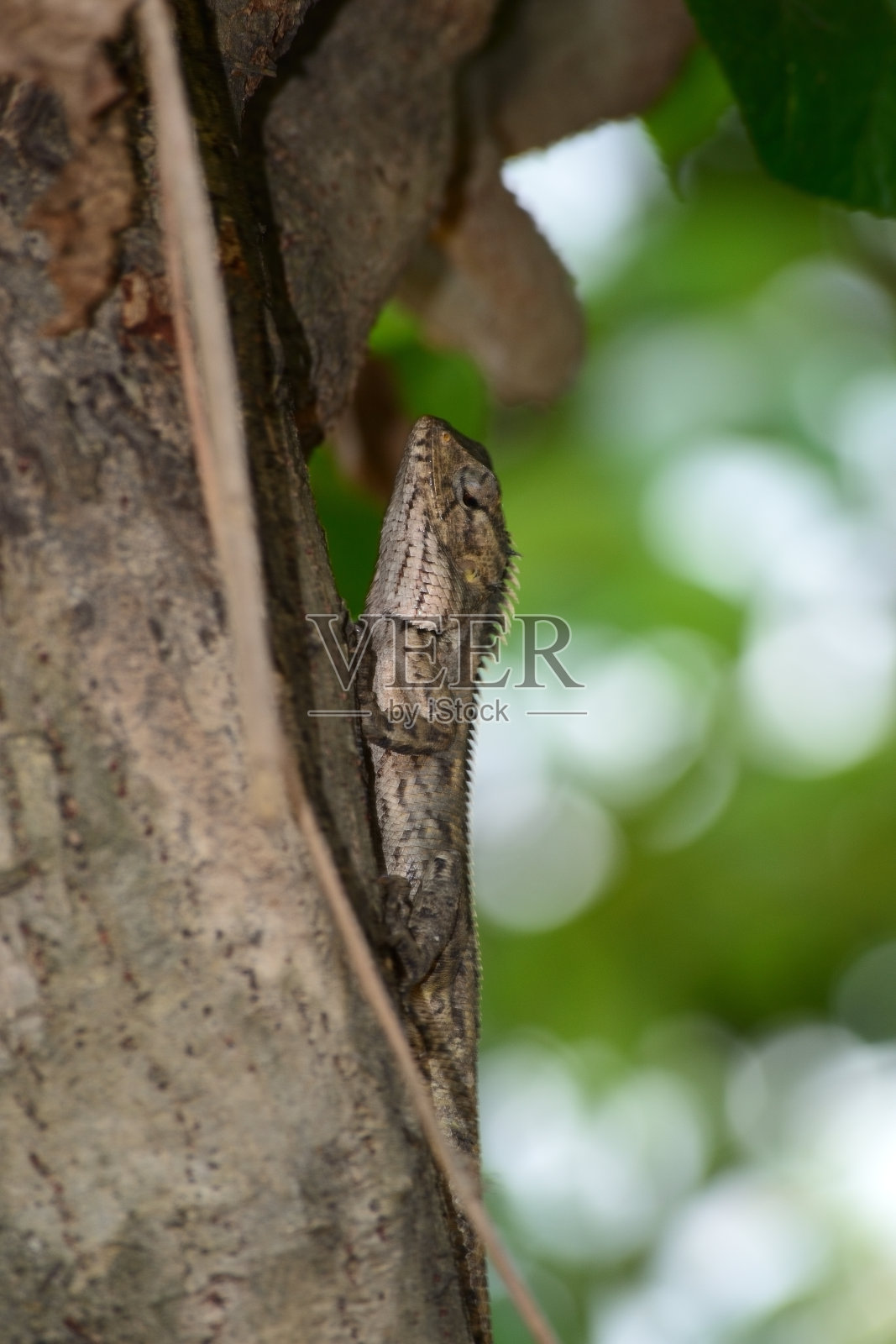 变色树蜥照片摄影图片
