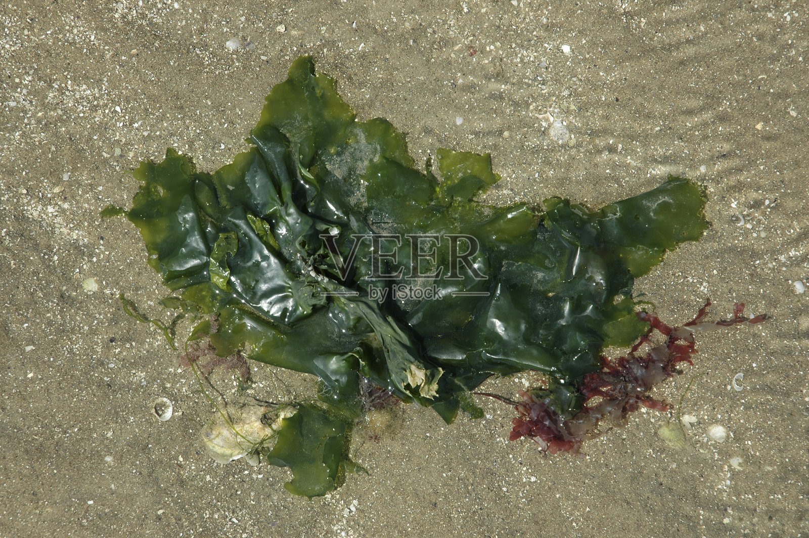 海莴苣照片摄影图片