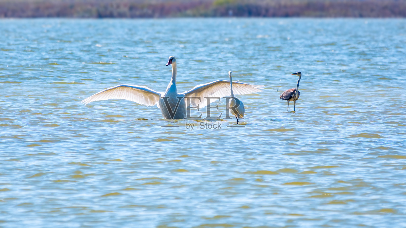 优美的水鸟,白天鹅和白鹭在湖里游泳。照片摄影图片