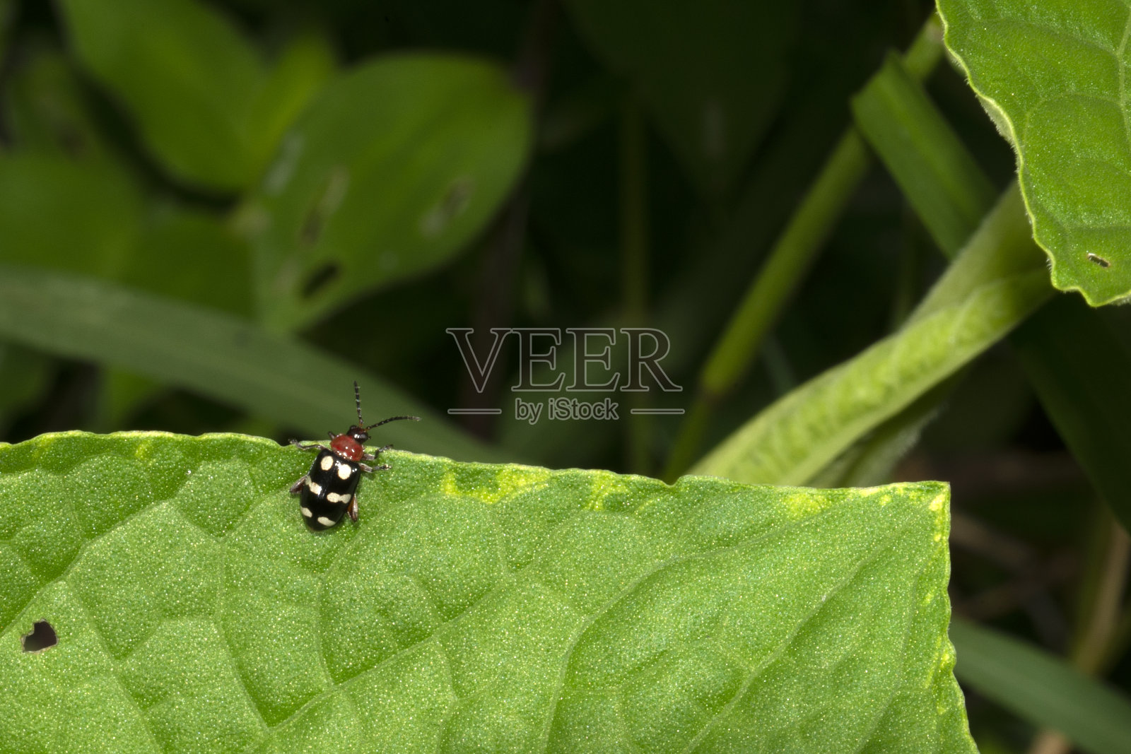 哥伦比亚的昆虫照片摄影图片