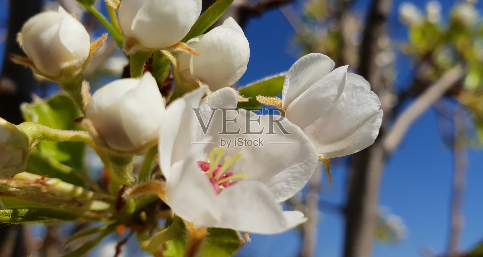 春天梨花盛开在一个阳光明媚的日子照片摄影图片