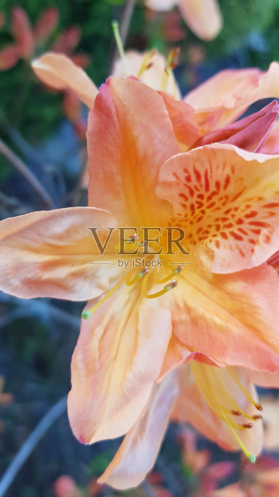 美丽的橙色杜鹃花丛照片摄影图片