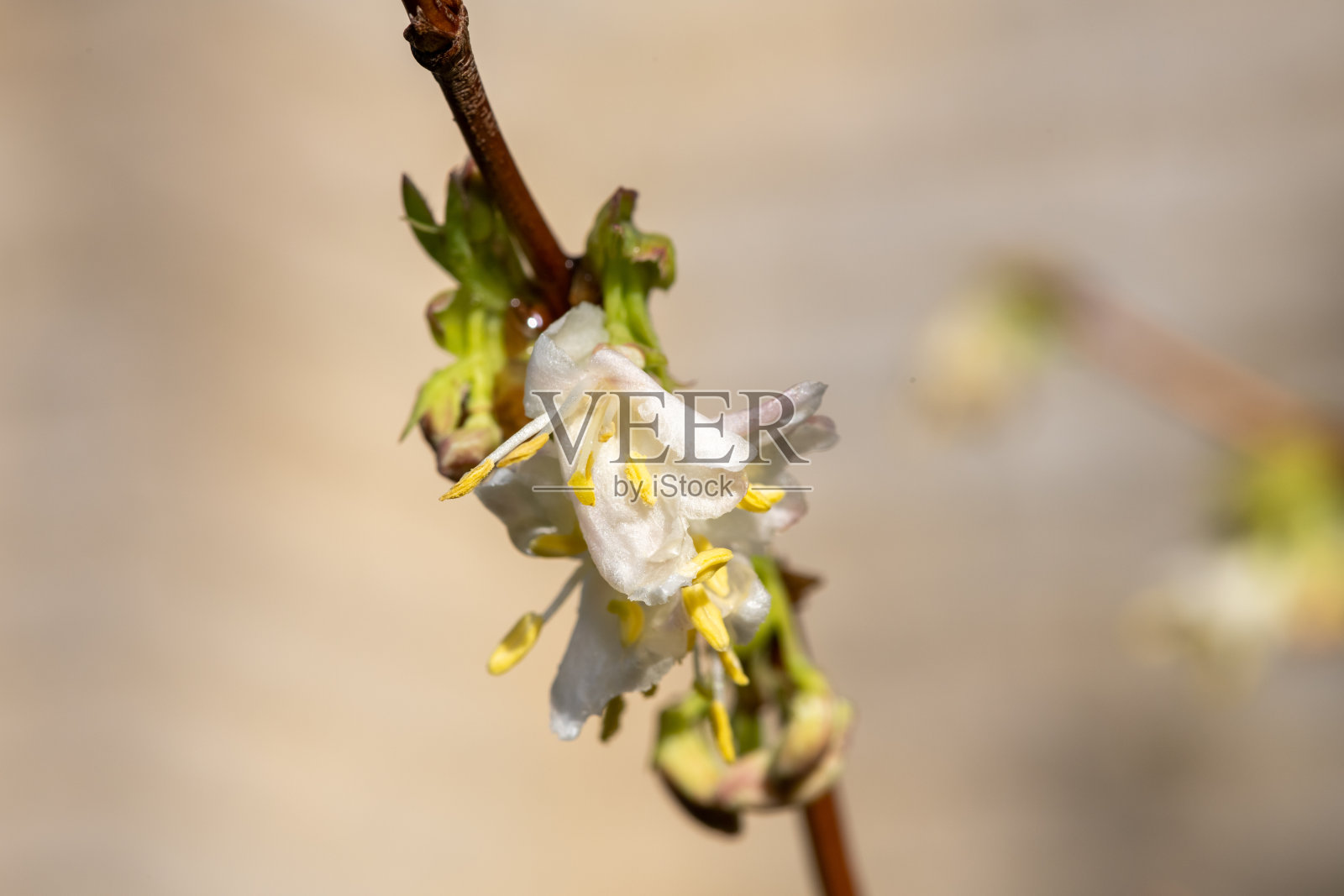 金银花(忍冬)花照片摄影图片