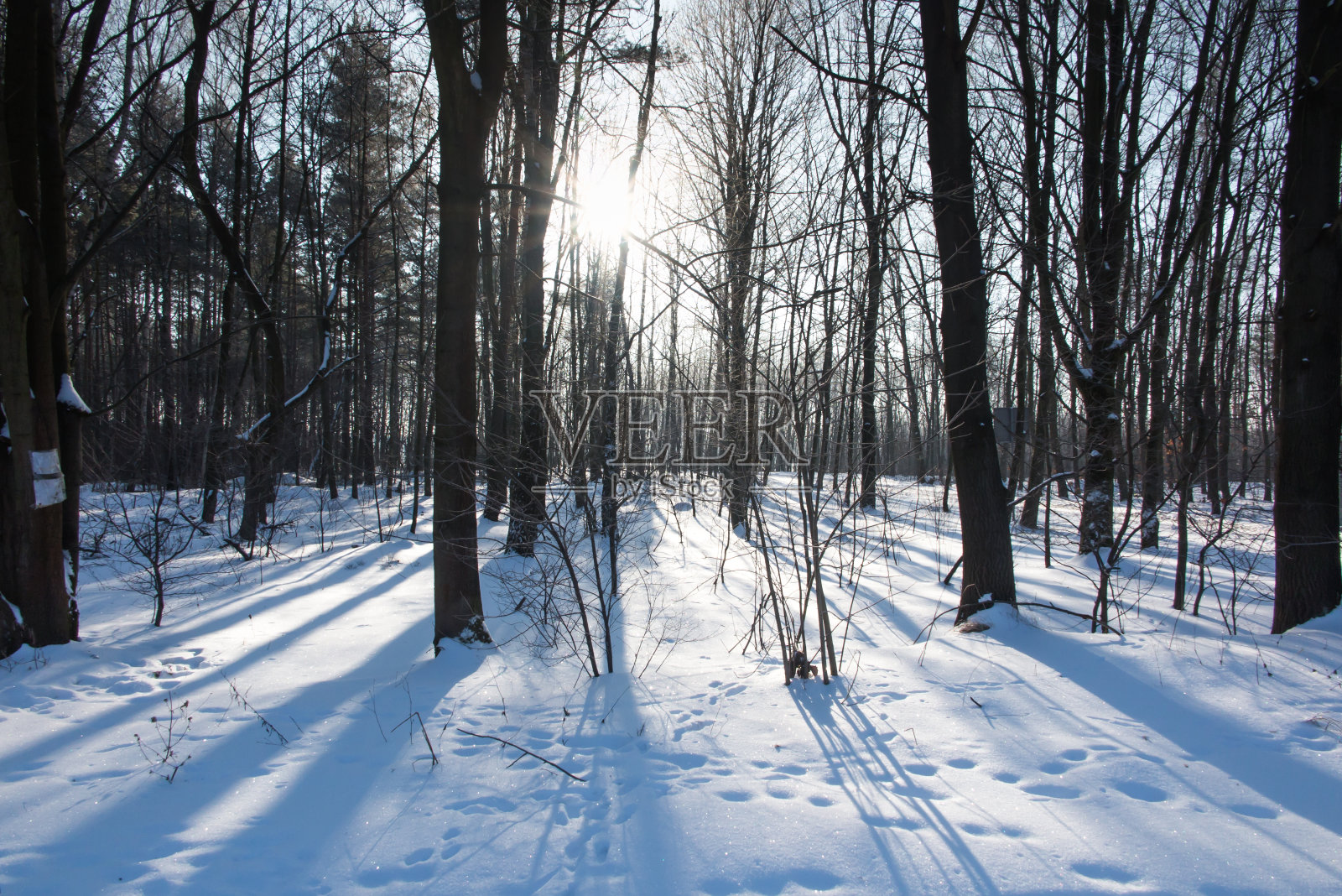 森林路在湖边的森林里照片摄影图片