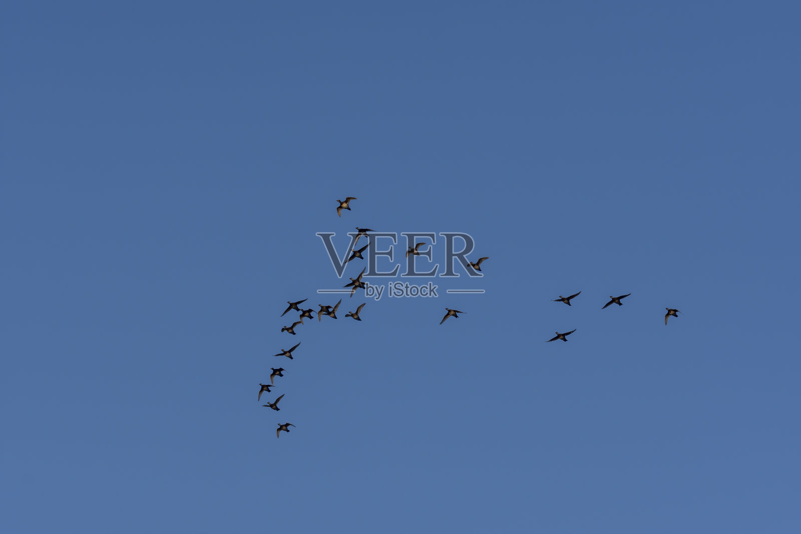 从下面看到一群黑色的Scoter照片摄影图片