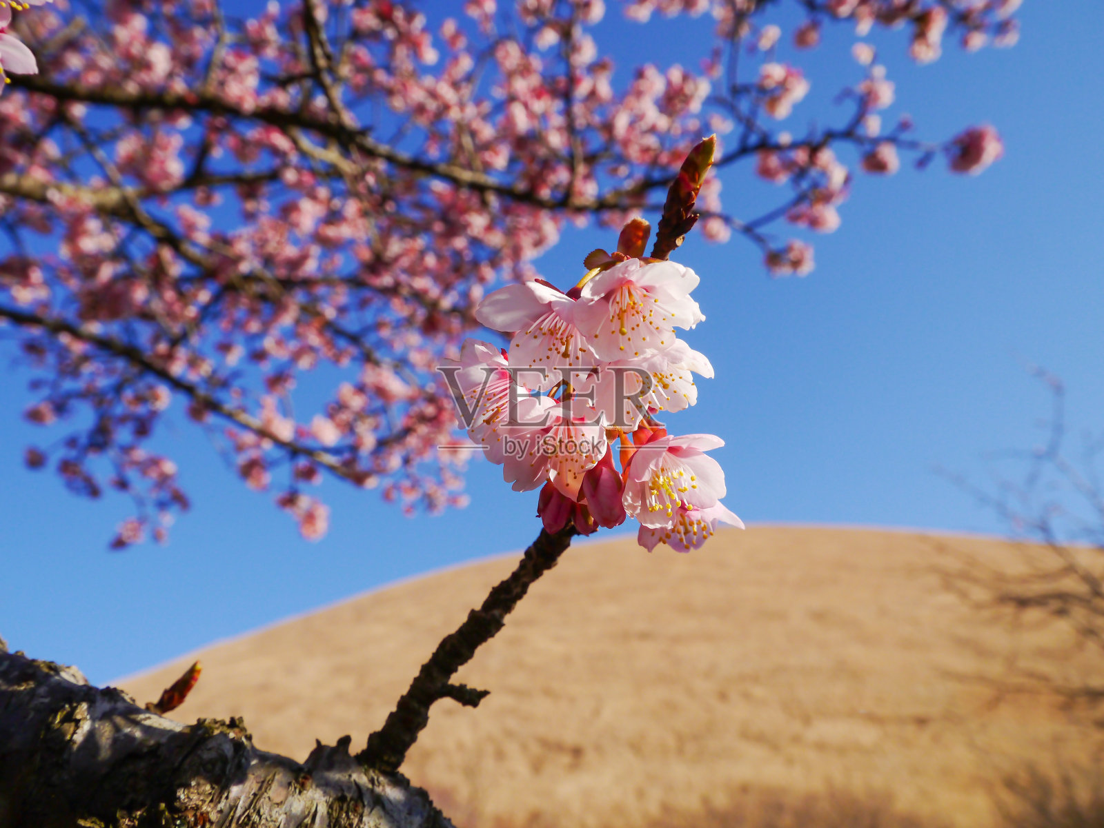樱花和火山照片摄影图片