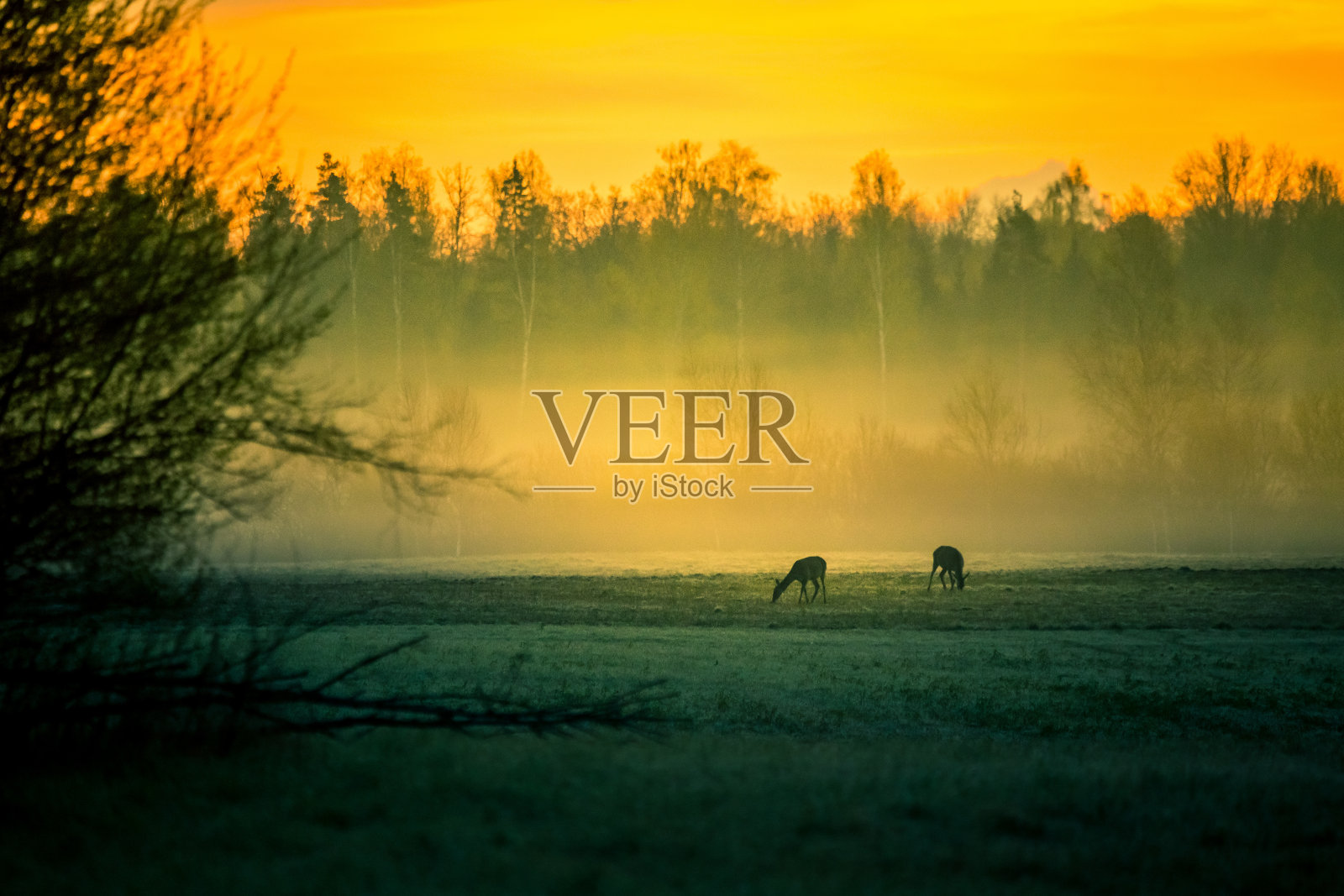 一个美丽的雾蒙蒙的早晨,一群野生马鹿在草地上吃草。春天的日出美景与野生动物。照片摄影图片