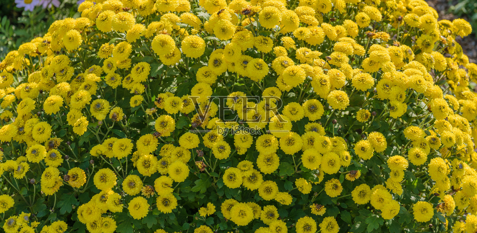 花园里枯萎的花。照片摄影图片