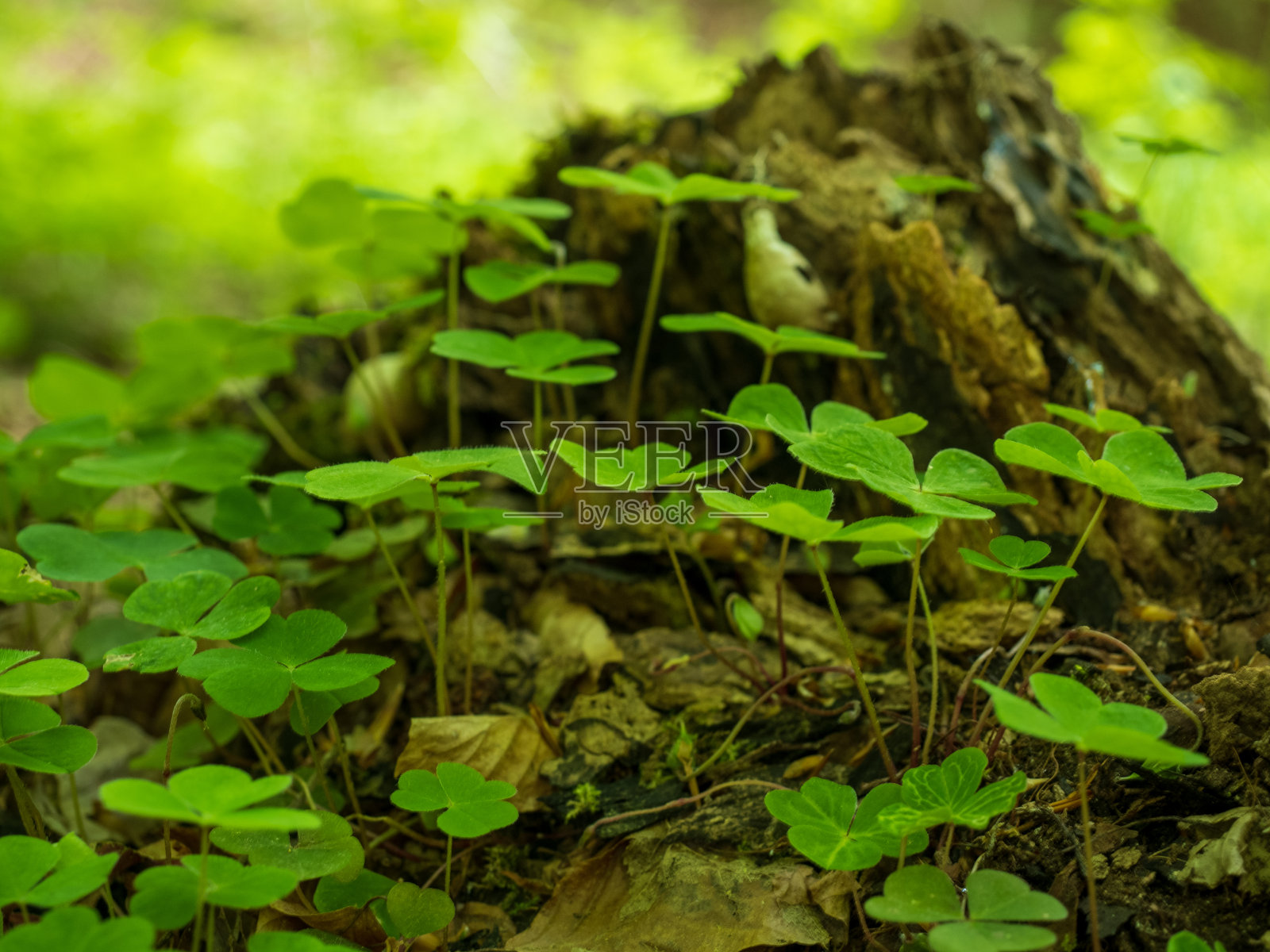 长满苔藓的树干上的野生三叶草照片摄影图片