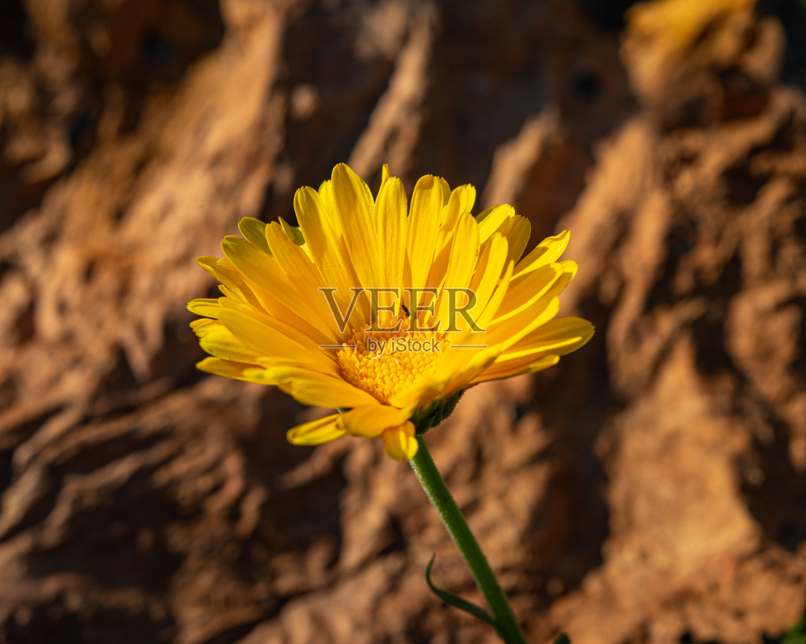金盏花属黄花照片摄影图片