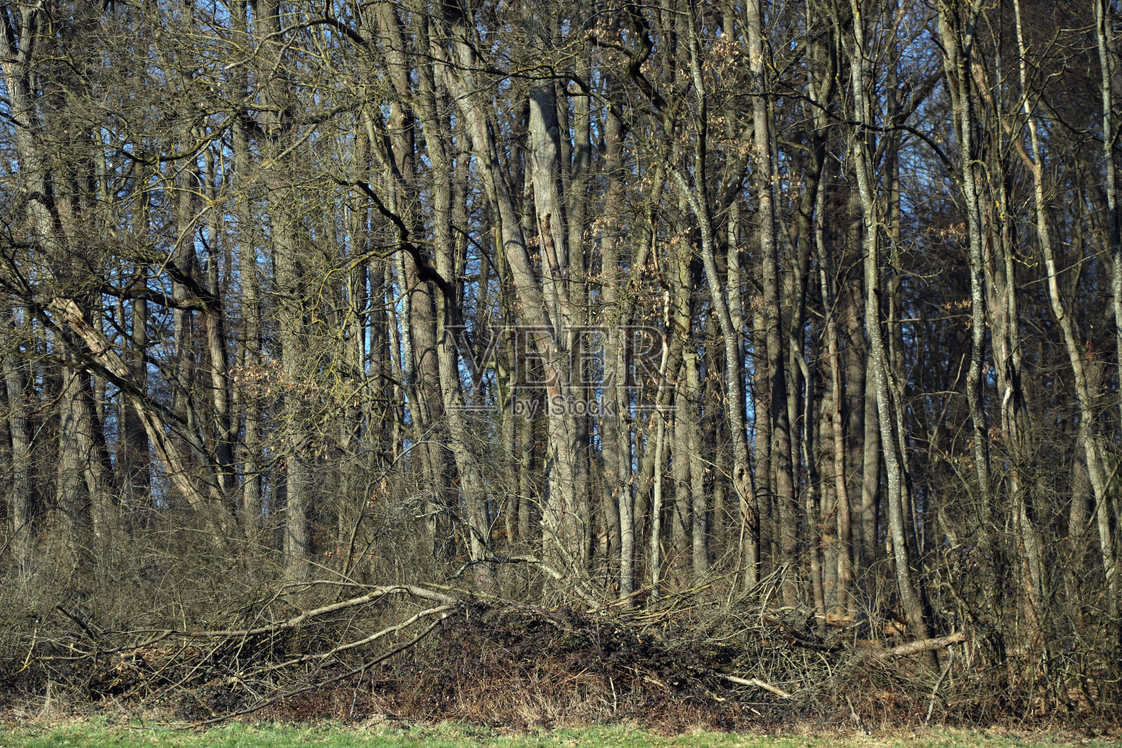 树枝堆在森林里照片摄影图片