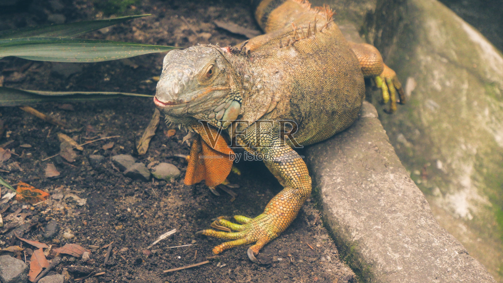 绿色蜥蜴的头部特写照片摄影图片