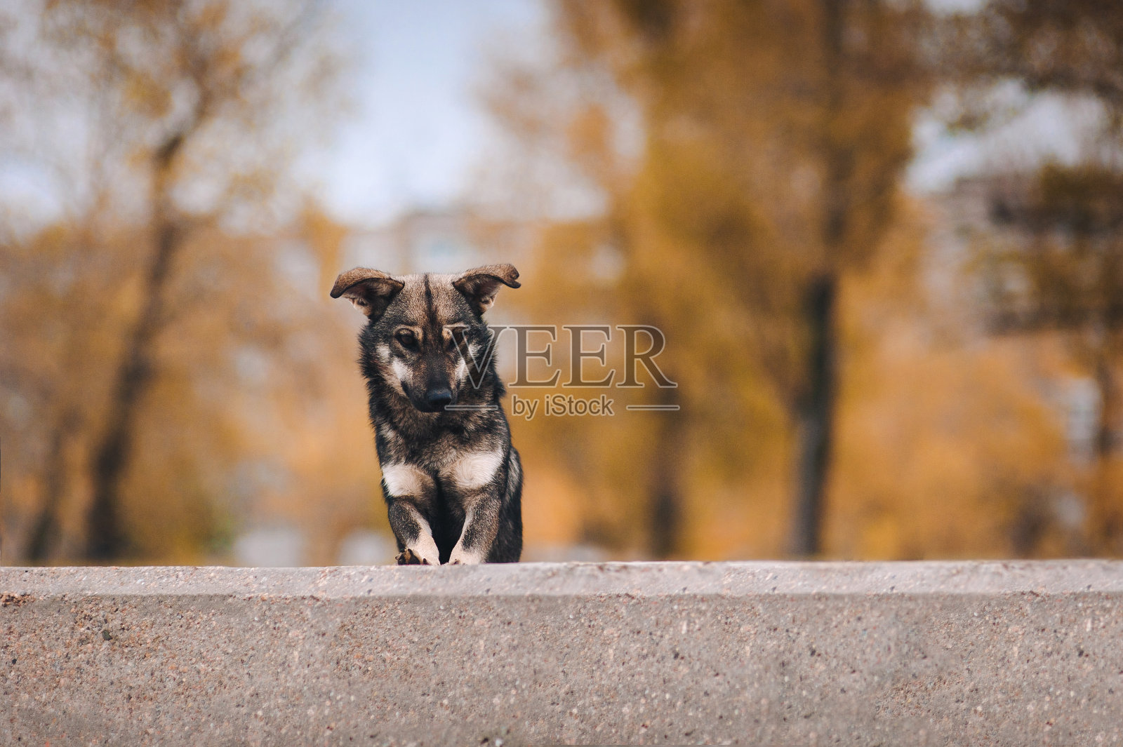 一只流浪狗在寻找秋天背景的东西。照片摄影图片