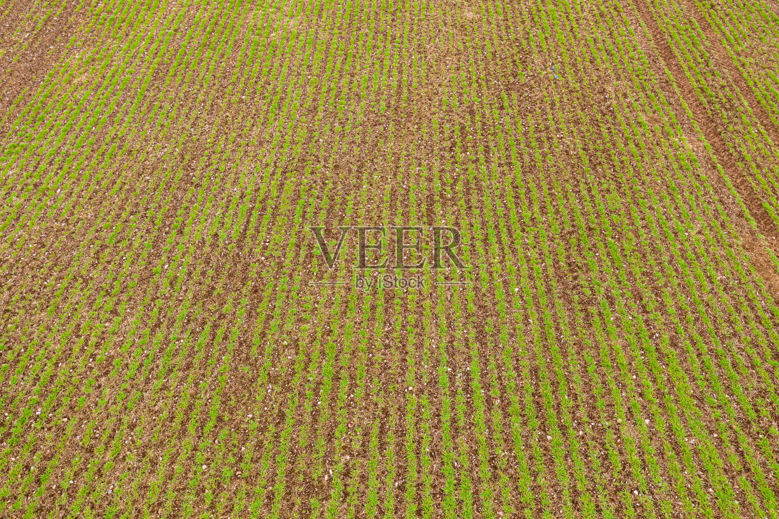 新播种的作物开始生长的鸟瞰图照片摄影图片