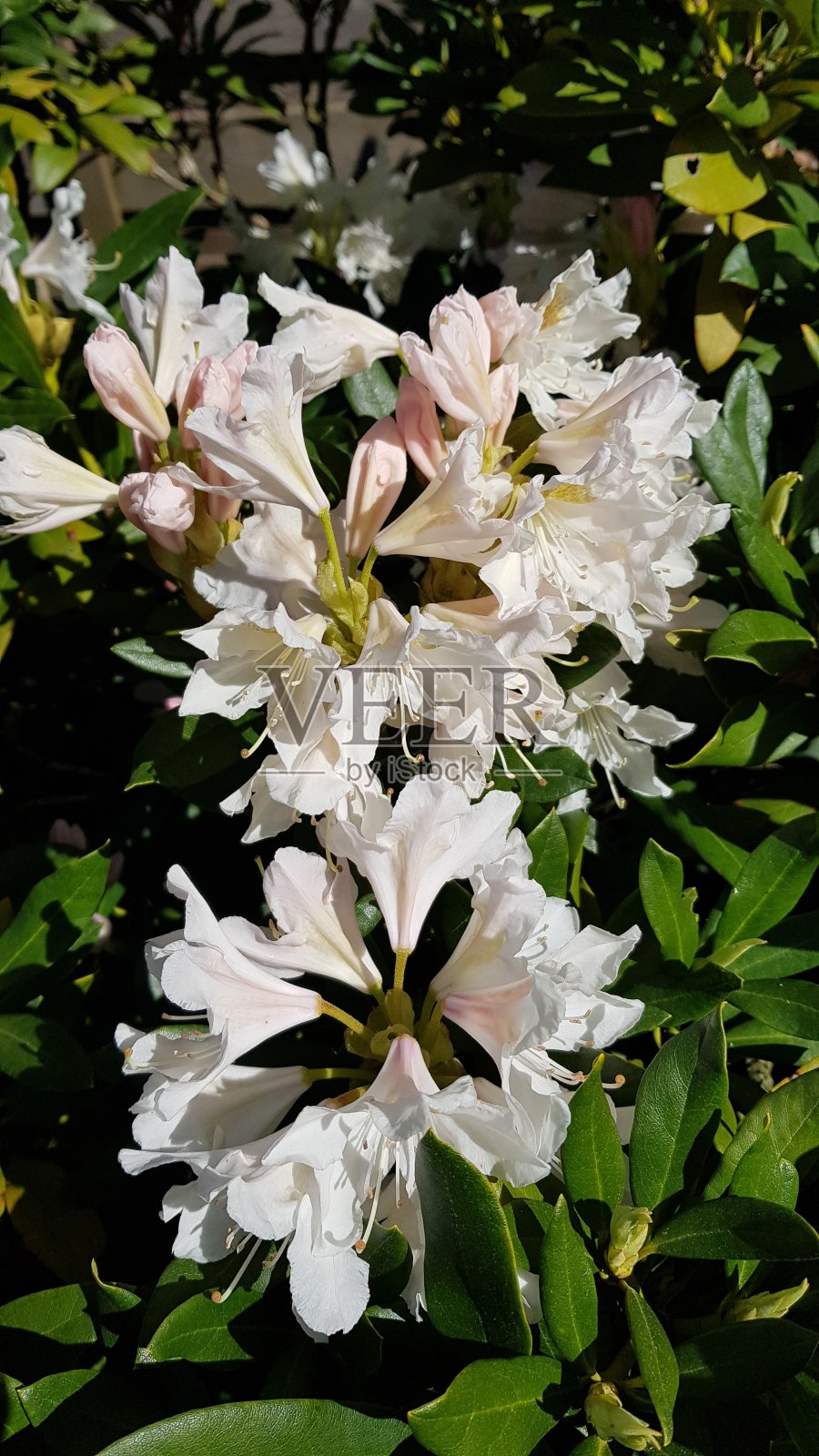 脸红的粉红色杜鹃花照片摄影图片