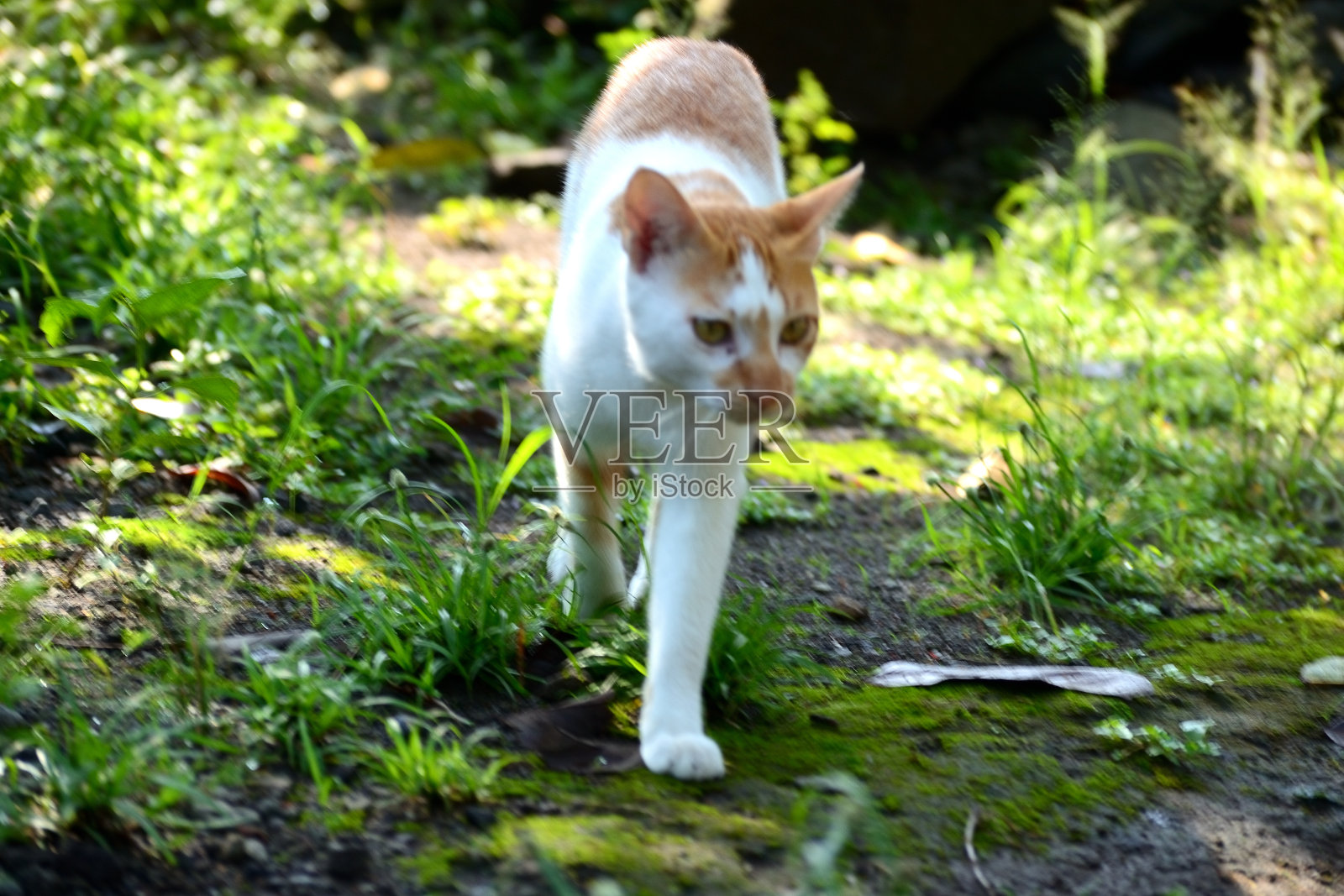 可爱的家猫照片摄影图片