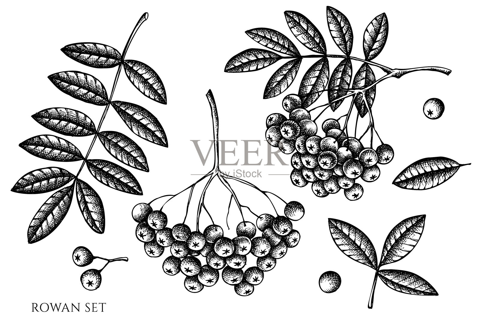 设定手绘黑白花楸插画图片素材