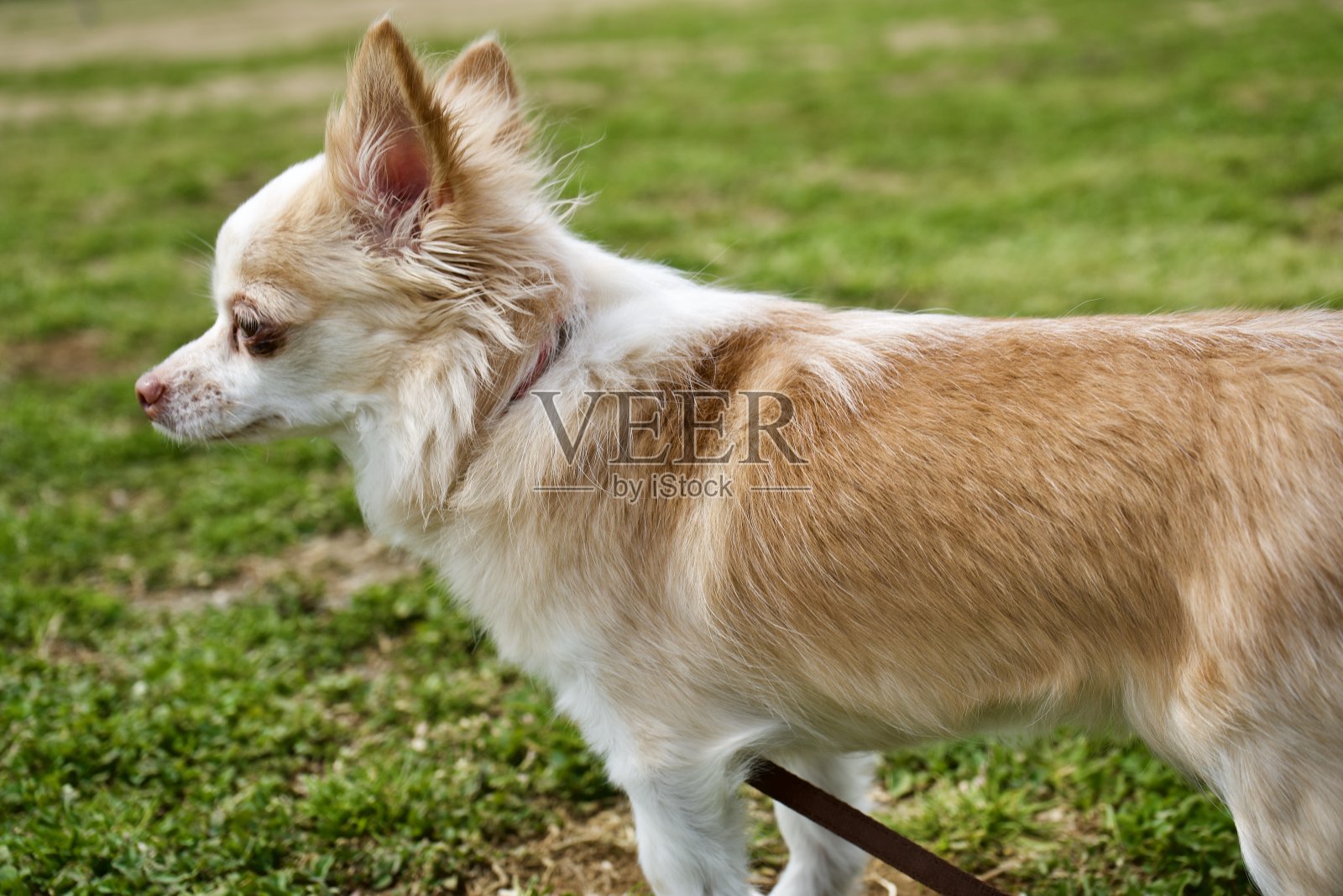 草地上的一只吉娃娃狗。照片摄影图片