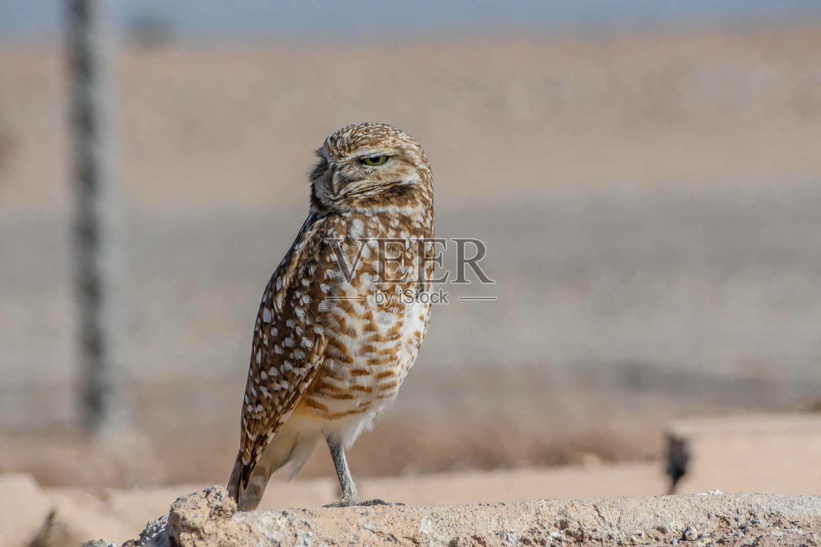穴居猫头鹰照片摄影图片