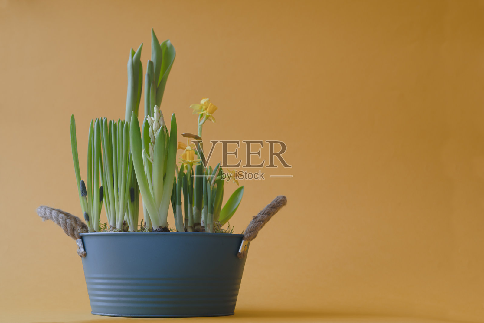 用各种春天的花组成的花盆在橙色的背景库存照片照片摄影图片