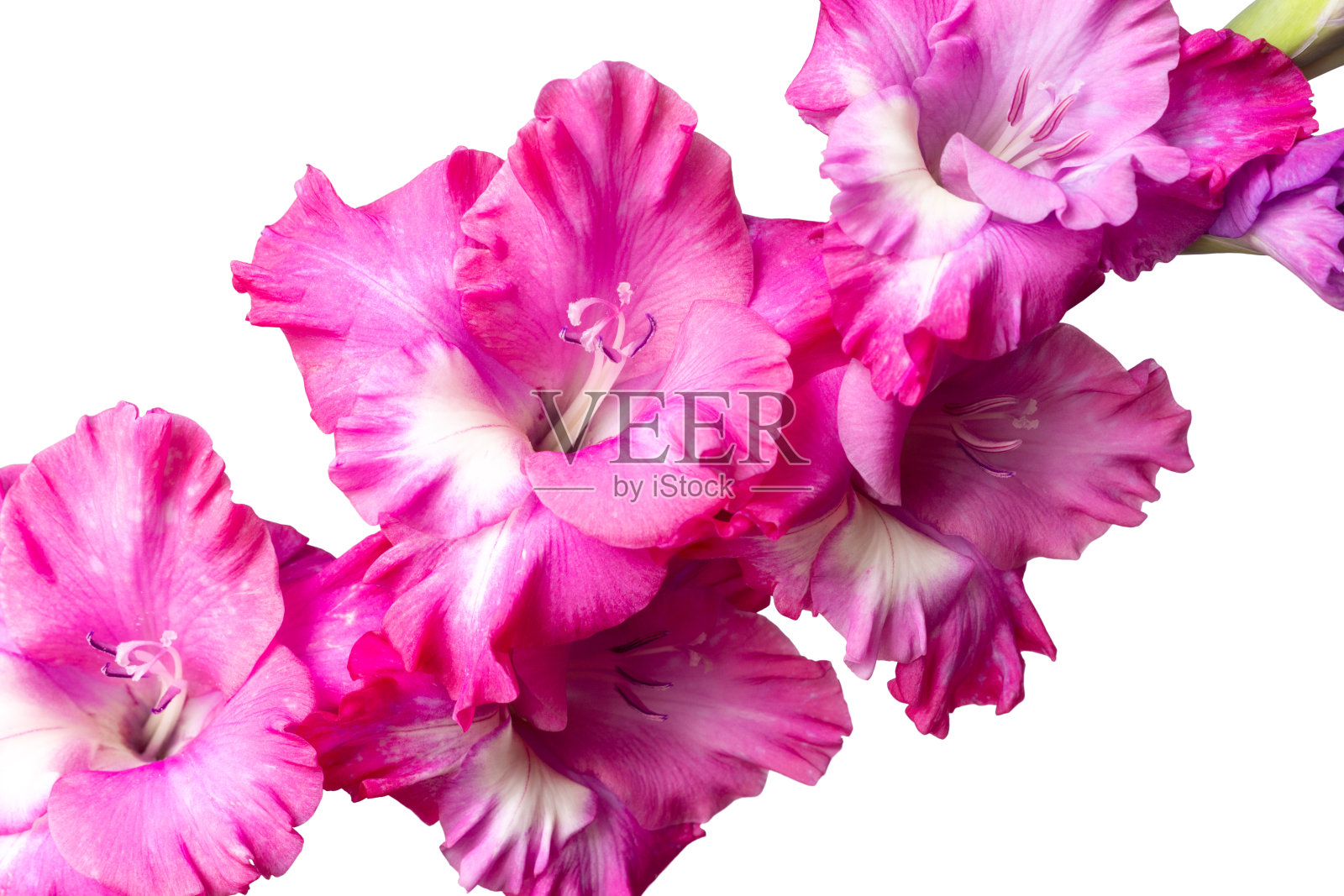 郁郁葱葱的粉红色剑兰花序孤立在白色上照片摄影图片