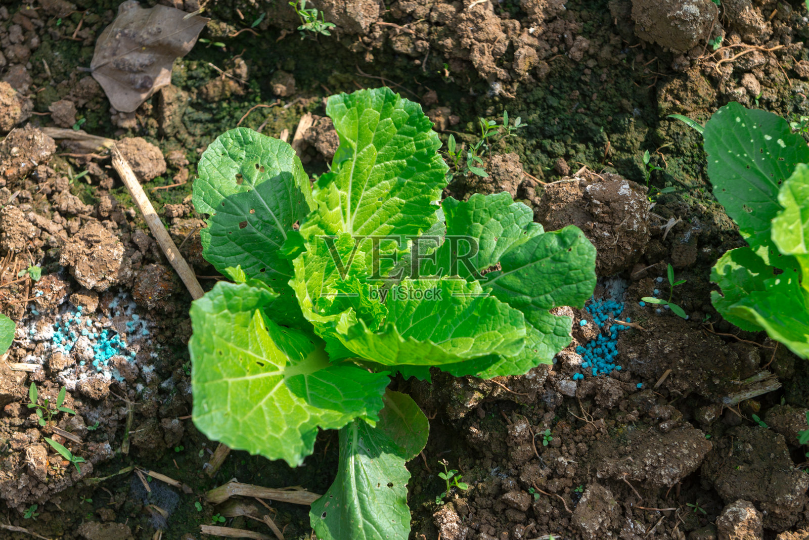 后院的蔬菜。照片摄影图片