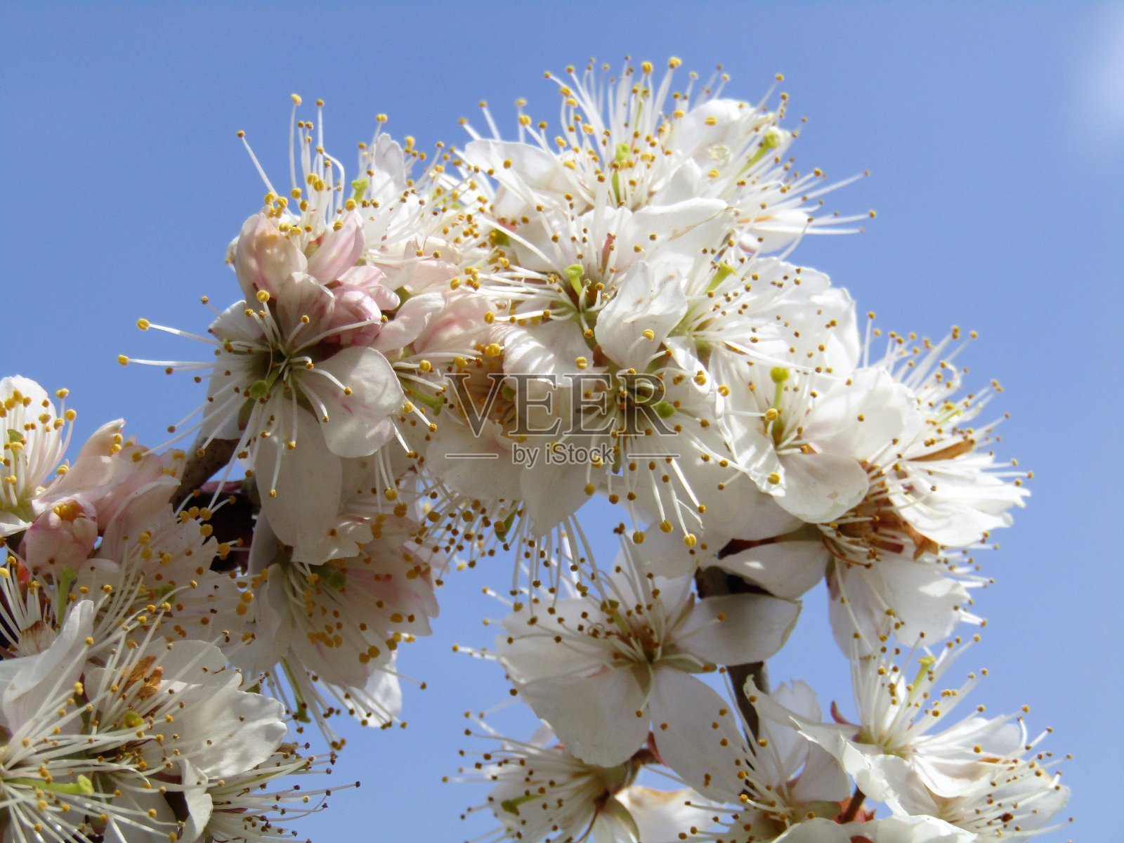 日本。3月。梅花。不寻常的毛茸茸的花朵。照片摄影图片