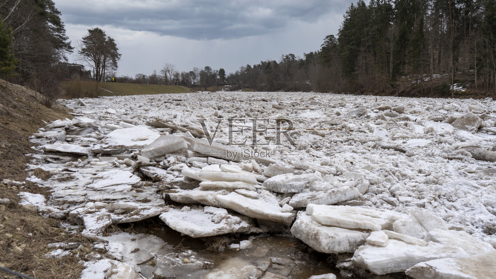 巨大的冰块漂流在拉脱维亚的食人河。春天这条河上的交通堵塞。一大群移动的冰块照片摄影图片