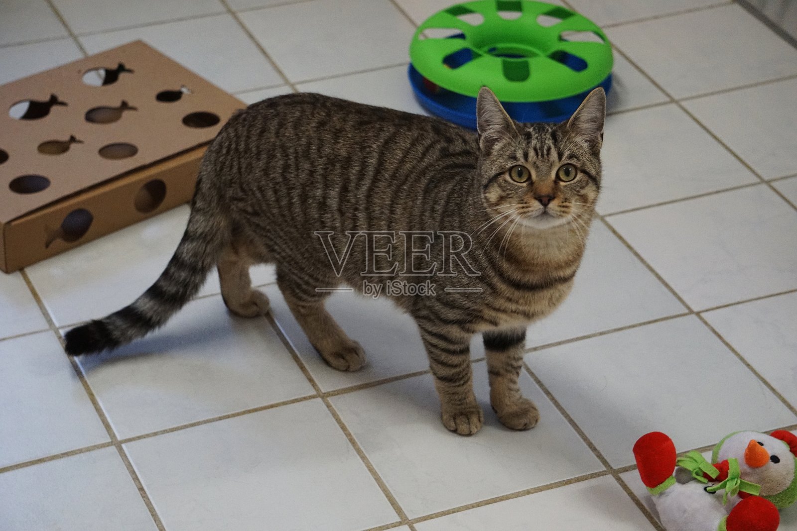 一只漂亮的小猫正站在满是玩具的游戏室里照片摄影图片