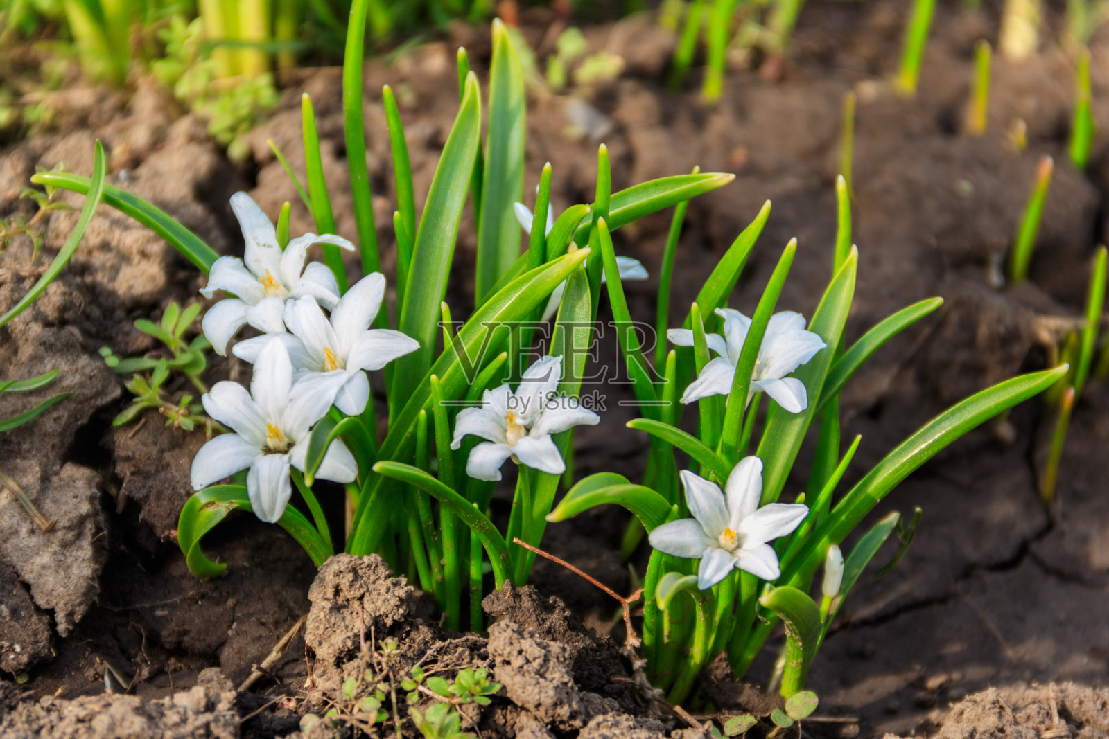 白色的雪(雪莲)在春天开花照片摄影图片