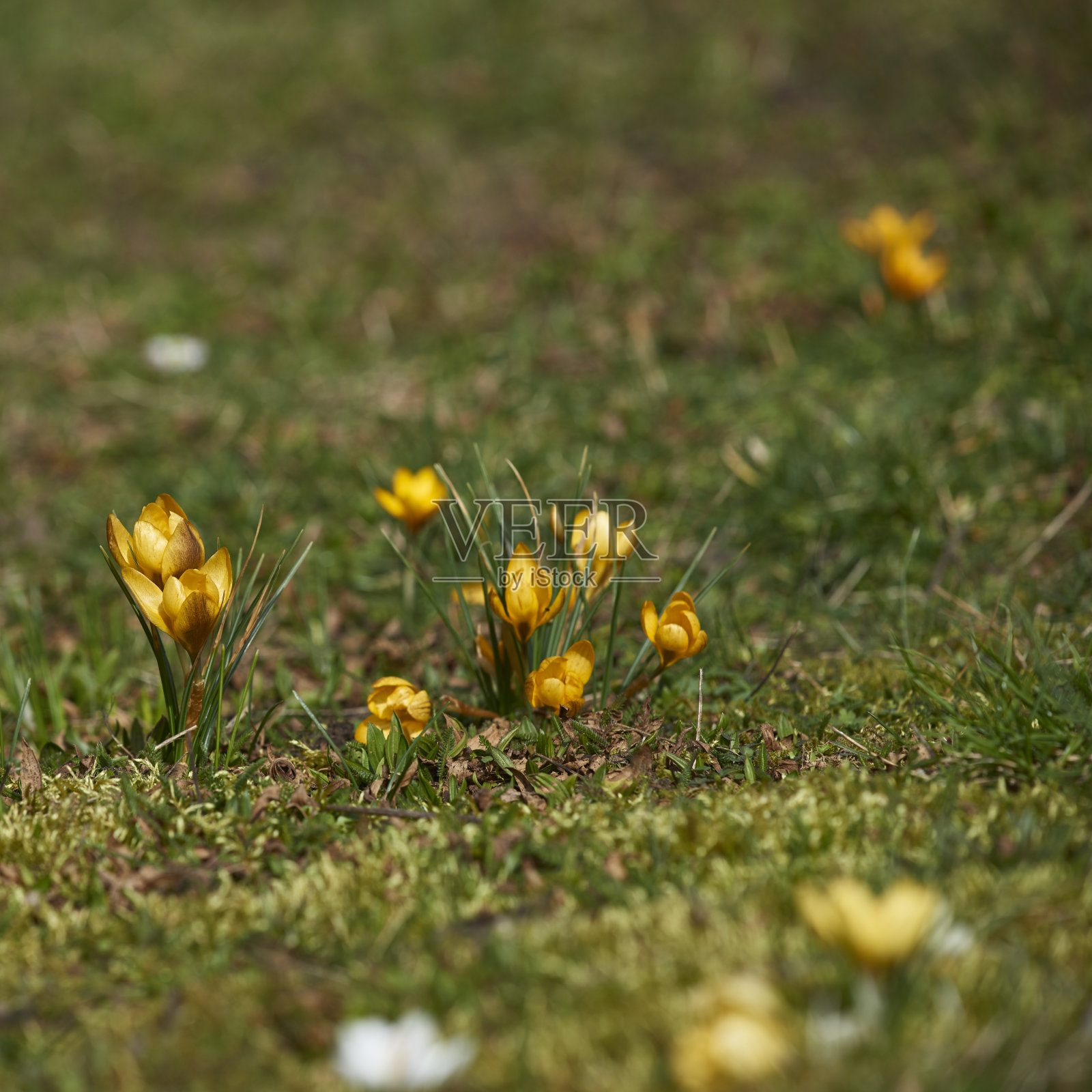 番红花属照片摄影图片