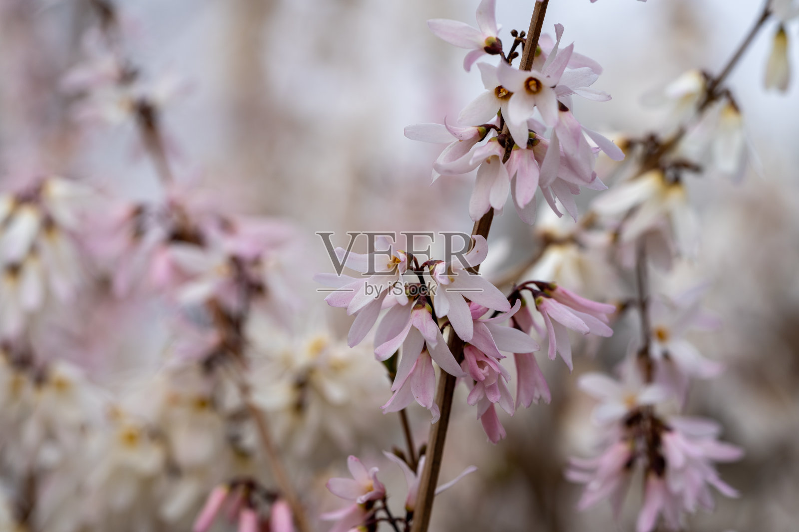 在早春刚刚开放的阿贝叶花照片摄影图片