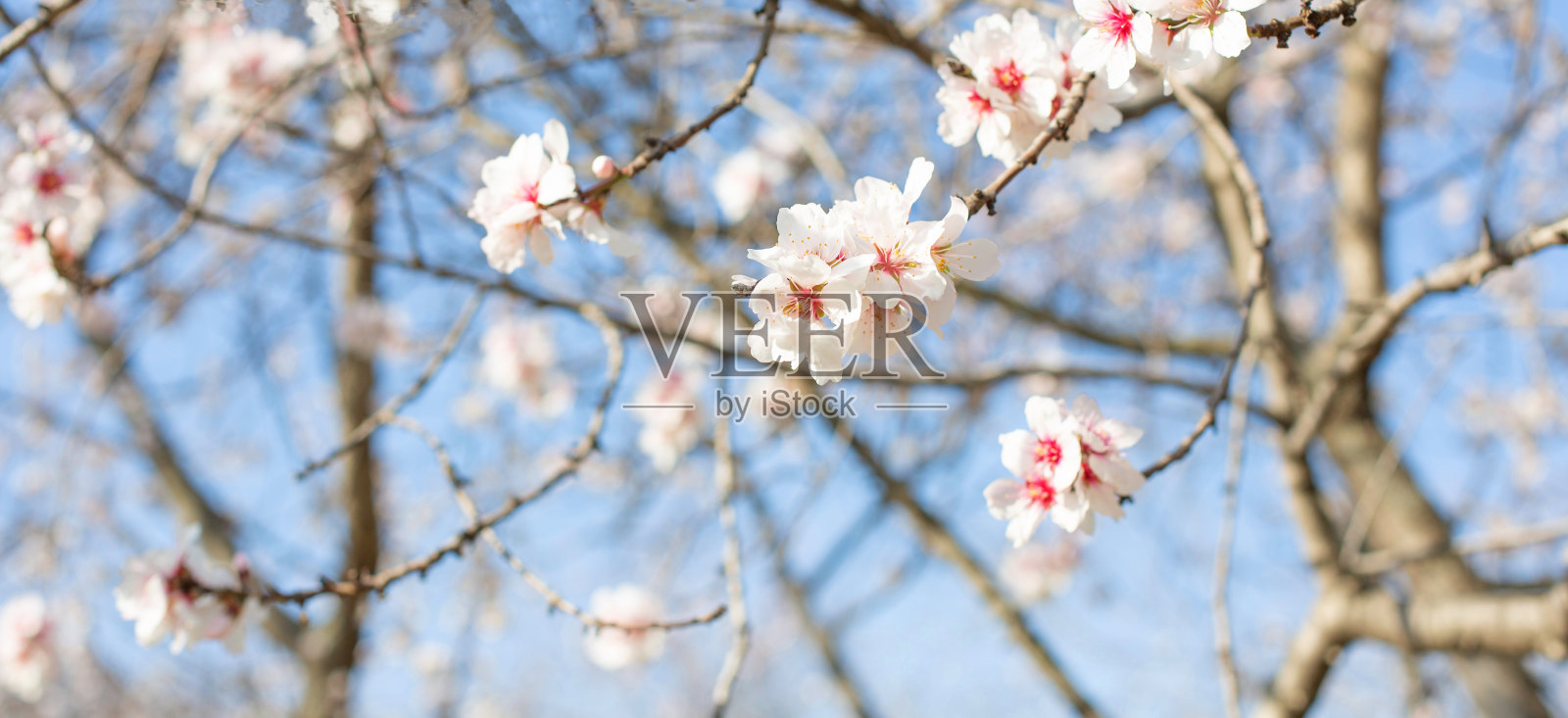 蓝色的天空衬托着白色的杏花。照片摄影图片