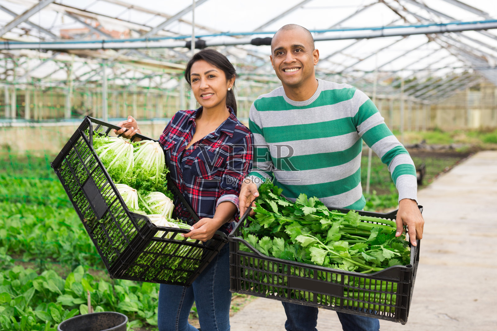 一幅微笑的拉丁美洲农民的肖像,他们拿着一盒盒生菜和芹菜。照片摄影图片