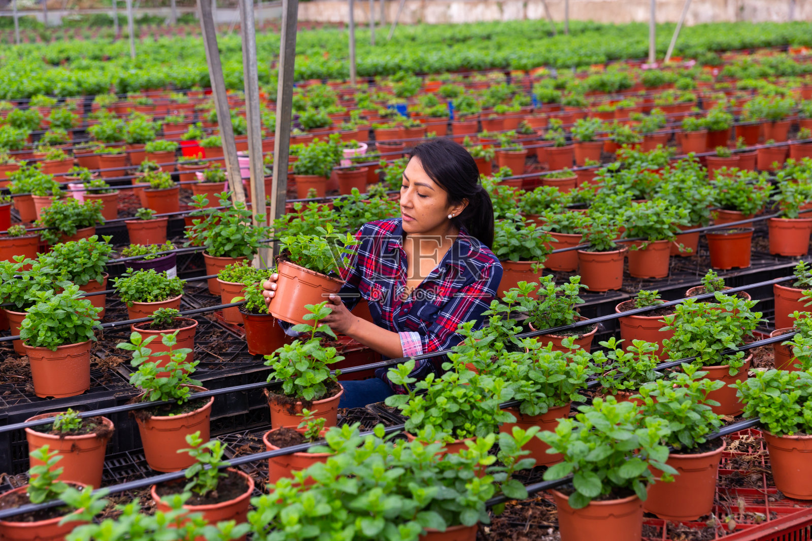 从事植物种植的女农民肖像照片摄影图片