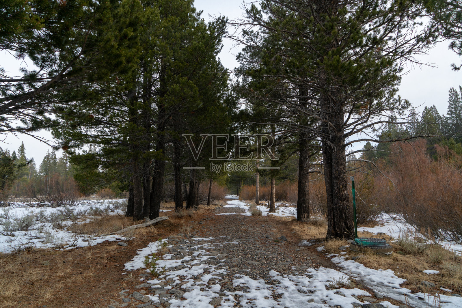 在一个下雪天在塔霍湖的瓦肖州立公园徒步旅行照片摄影图片