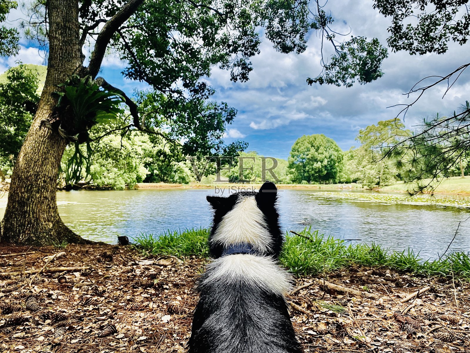狗生活在郁郁葱葱的乡村自然天堂照片摄影图片