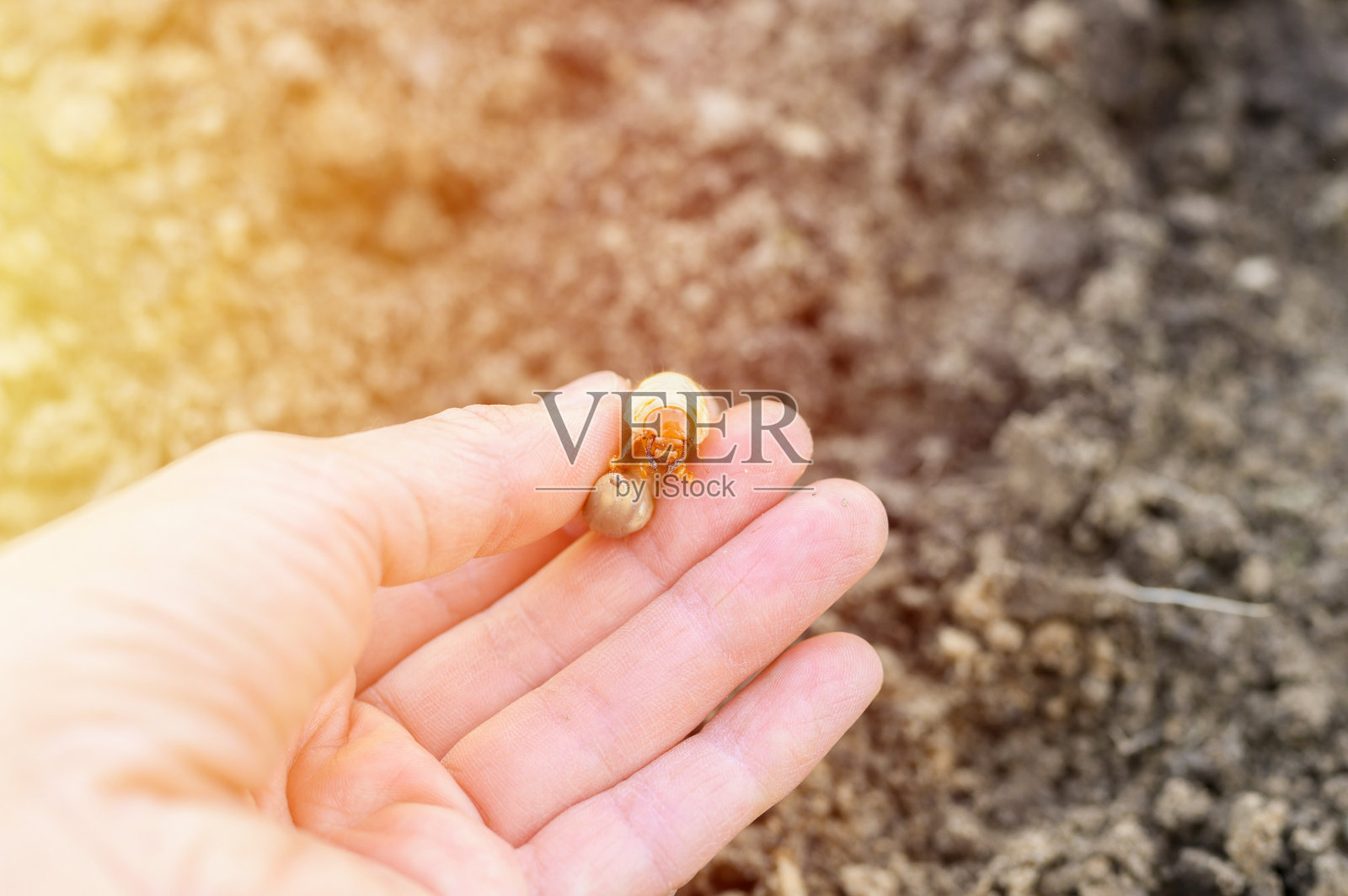 春天花园中五月甲虫或金龟子的幼虫在雌手上。耀斑照片摄影图片