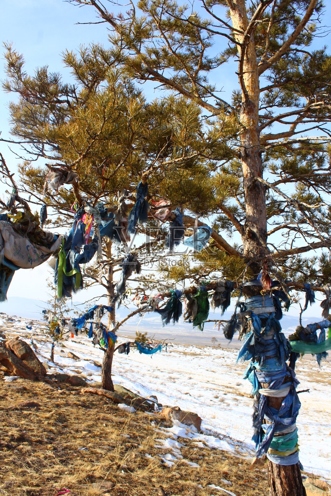 白雪皑皑的冬季,山顶上一棵插着经幡的松树照片摄影图片