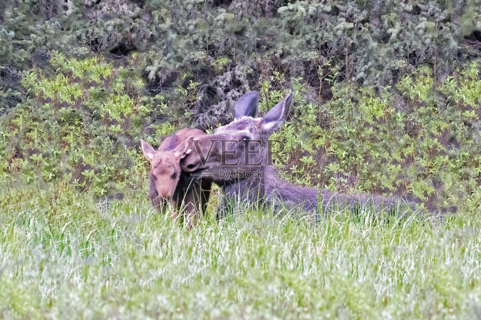 麋鹿给她的小牛犊一个驼鹿的吻照片摄影图片