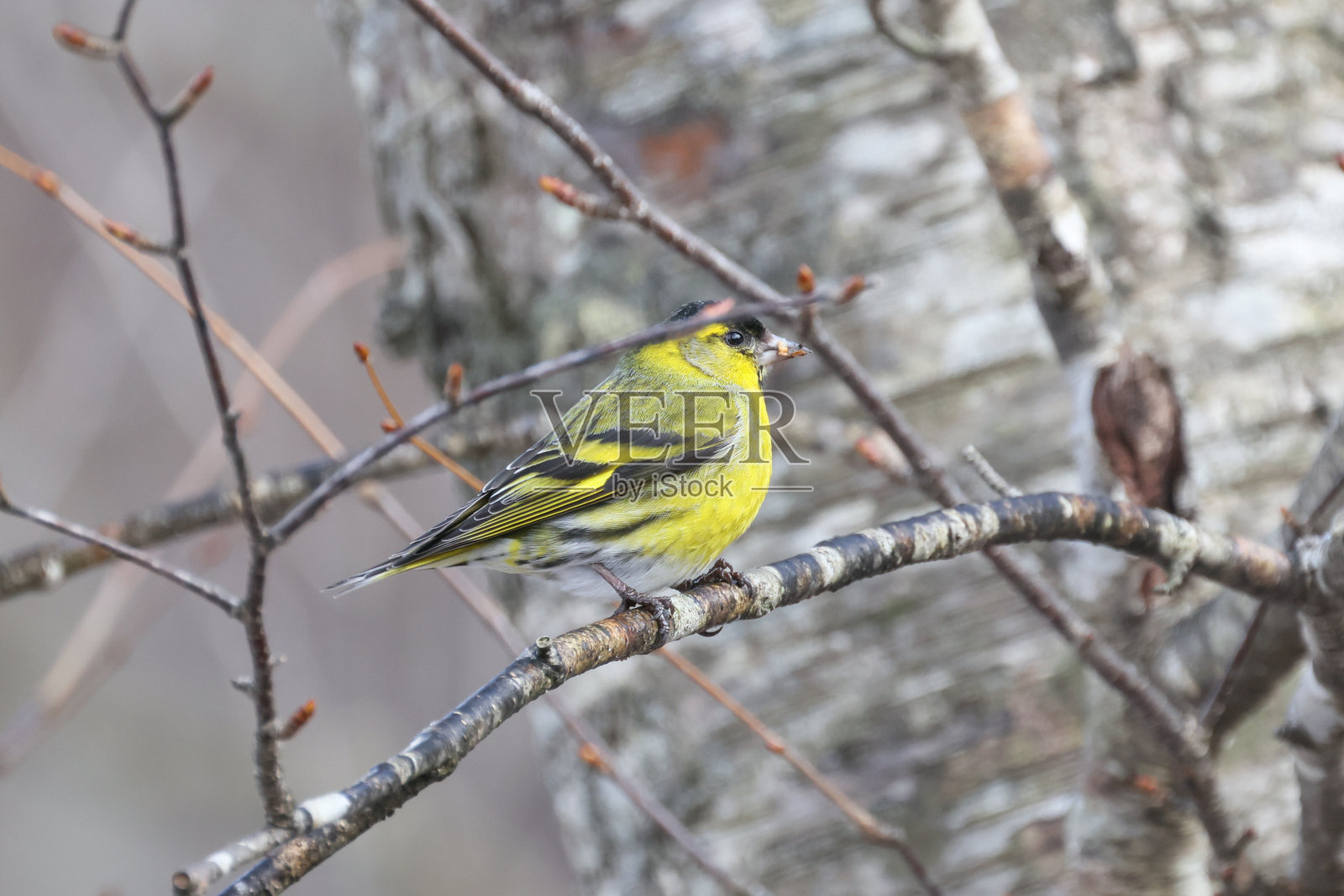 欧亚的一种金线菊照片摄影图片