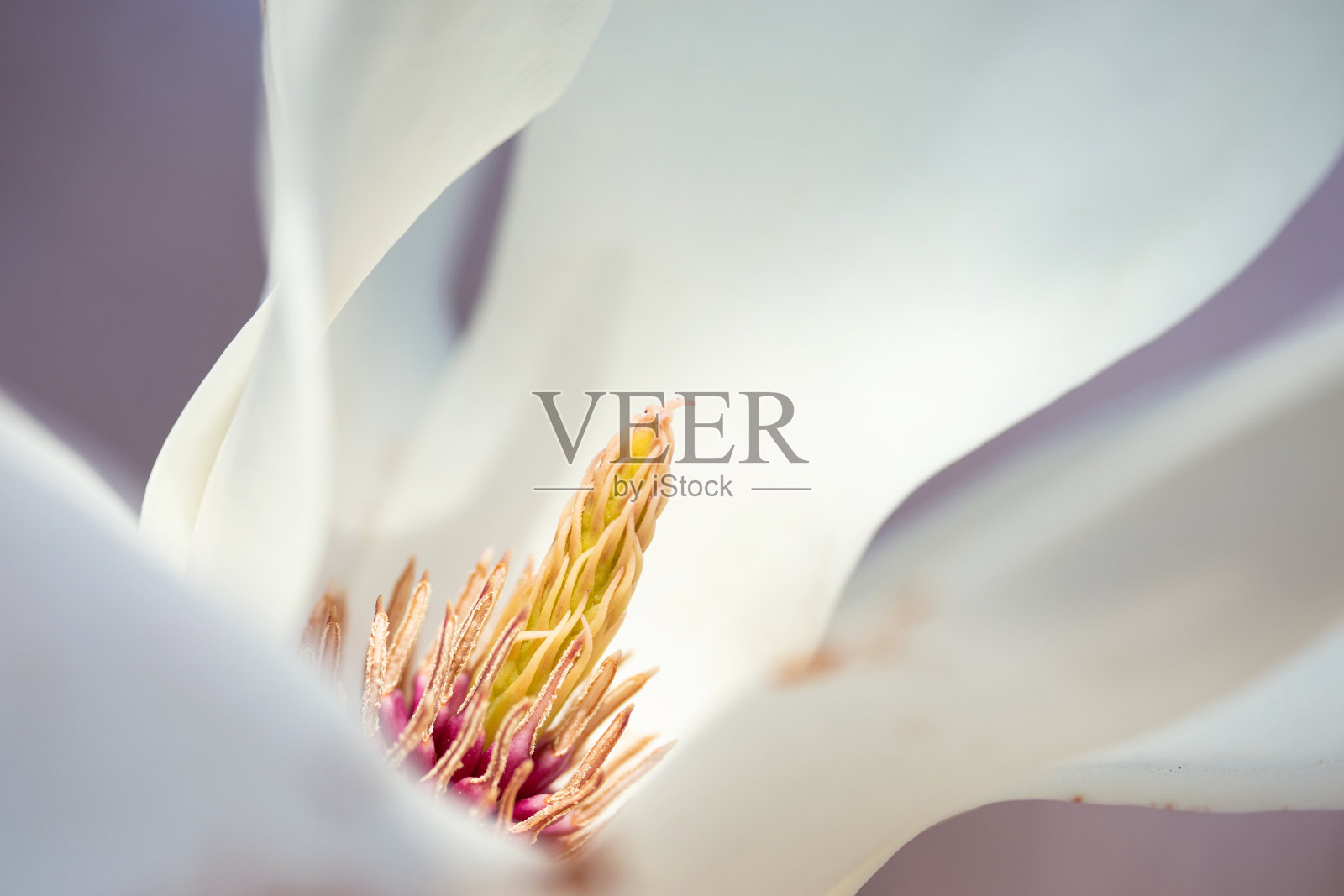 木兰照片摄影图片