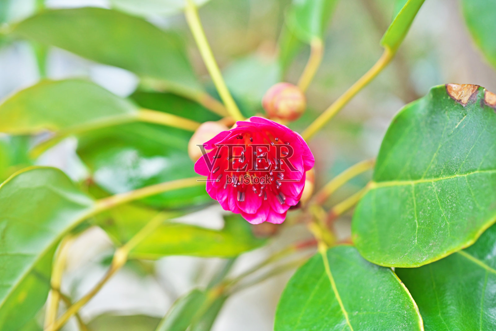 杜鹃属植物照片摄影图片