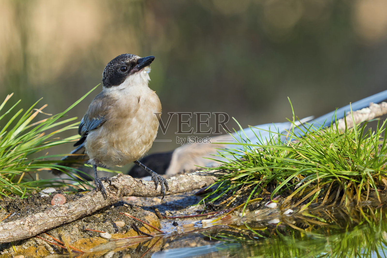 蓝翼喜鹊,地中海森林,西班牙照片摄影图片