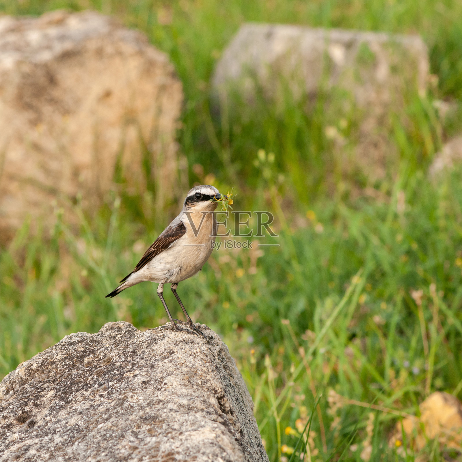 北方小麦,嘴中有食物的水芹照片摄影图片