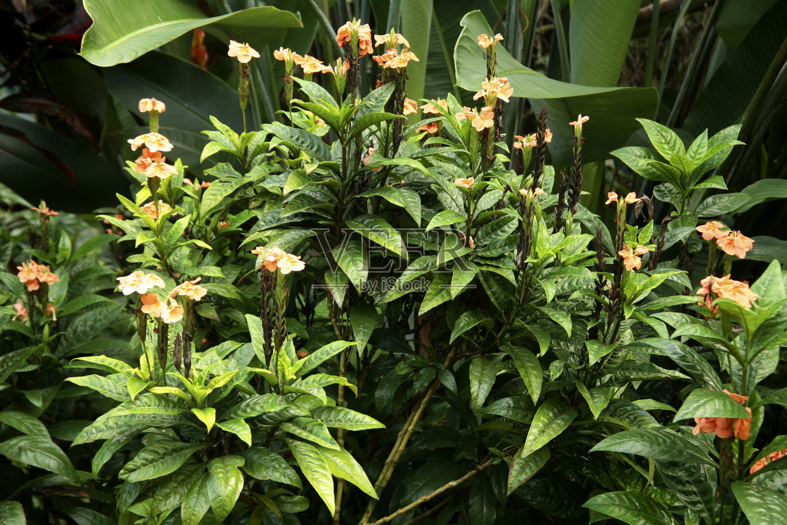 爆竹花照片摄影图片