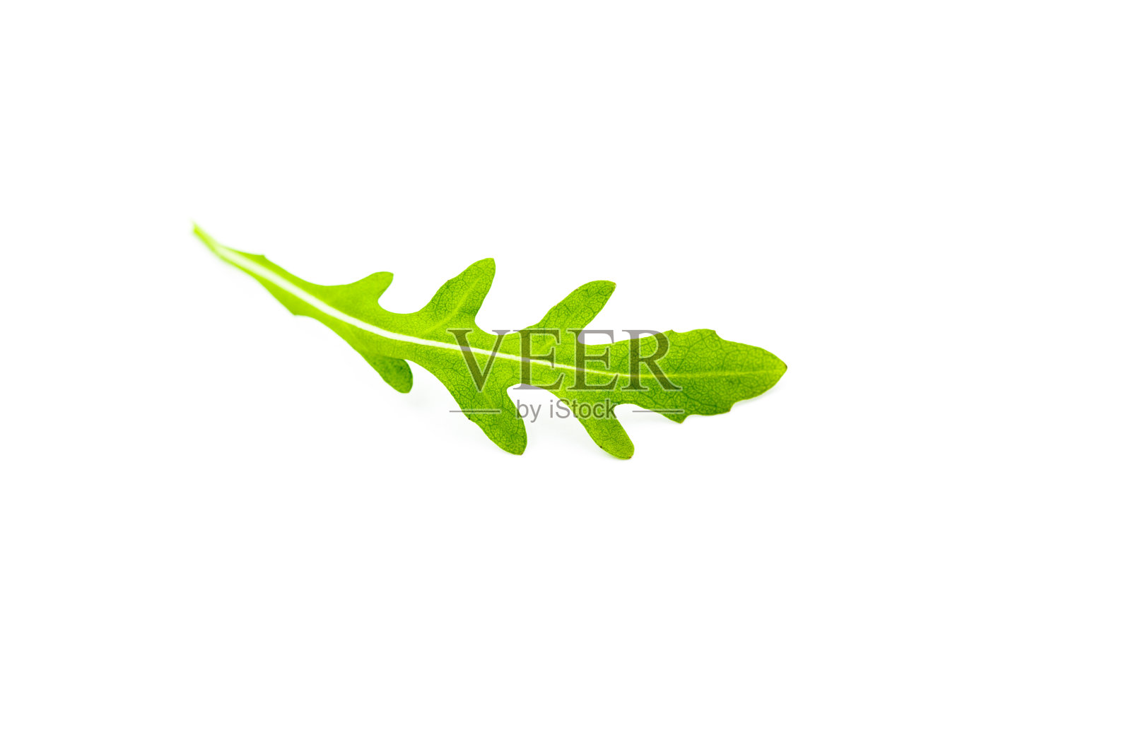 孤立在白色背景上的芝麻菜照片摄影图片